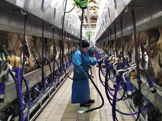 Шарканский район стал рекордсменом по производству молока - 80 000 тонн за год