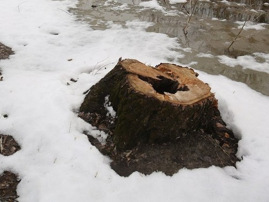На склоне Центральной набережной в Волгограде срубили поврежденные деревья