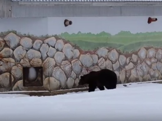 Ярославские медведи отправляются в спячку