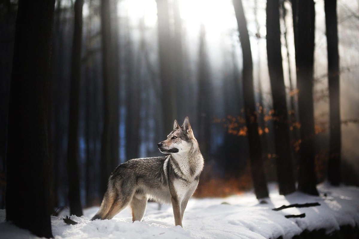 Идет охота на волков… Костромские власти продолжат платить охотникам поощрительные премии за отстрел хищников