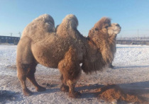 Объявление о продаже двух верблюдов появилось в интернете