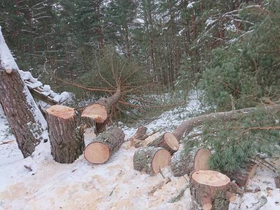 Двухлетняя борьба: жители Малой Гоголевки пытаются спасти от вырубки Корытовский лес