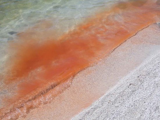 Красная вода в озере на Курилах оказалась множеством маленьких ракообразных
