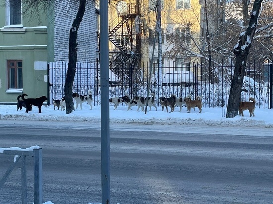 Жители Рязани вновь пожаловались на стаю собак у Дворца детского творчества