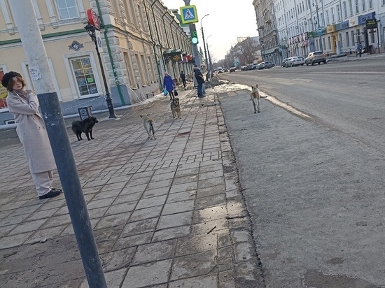 По Оренбургу носятся стаи собак