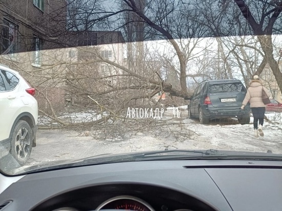 В Курске дерево упало на минивэн Mercedes