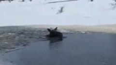 Белорусские лесорубы спасли лосиху из замерзшего озера: видео