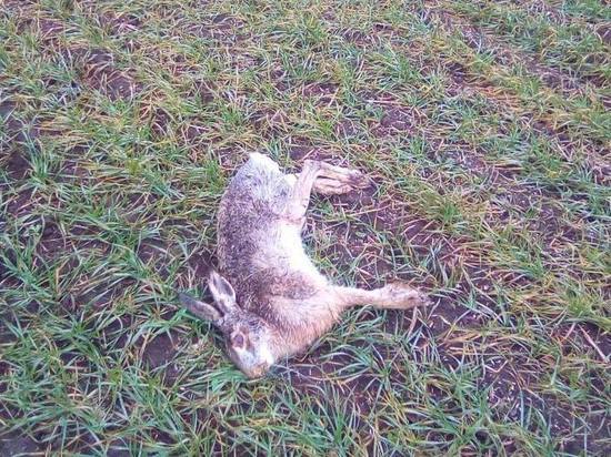 На Ставрополье обещают восстановить популяции отравленных птиц и животных