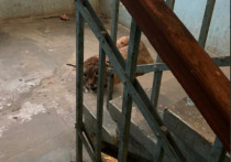 18 декабря в подъезде одного из многоквартирных домов в Туле была обнаружена рысь