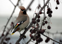 В Щукинском парке и Трехсвятской роще установили павильоны для наблюдения за птицами и животными