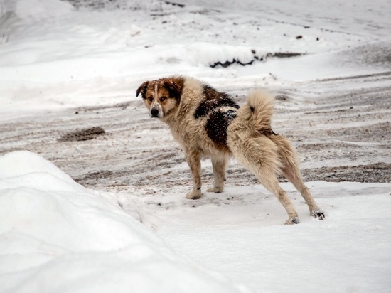 Ветеринары не нашли собаку, напавшую на людей в Твери