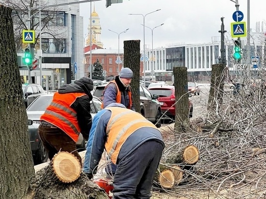 В Липецке высадят молодые саженцы на место засохших деревьев