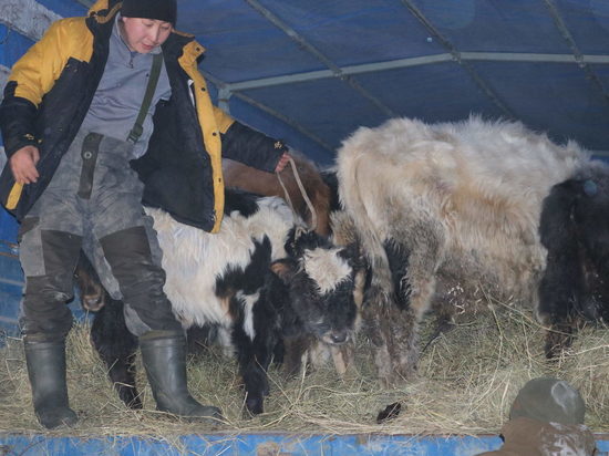 В Намский район Якутии завезли 20 голов скота якутской породы