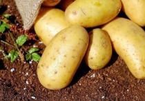 В Забайкалье стоимость продуктов для салата «Оливье» выросла на 14%