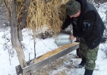 В Белгородской области в зимнее время подкармливают диких животных