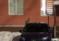 В одном из дворов посёлка Косая Гора заметили сову