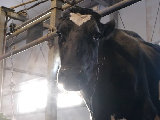 В Подмосковье появится новая ферма на 100 голов КРС