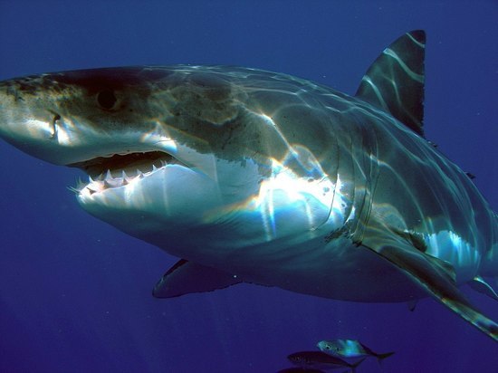 Австралиец сутки провел в кишащей акулами воде и выжил
