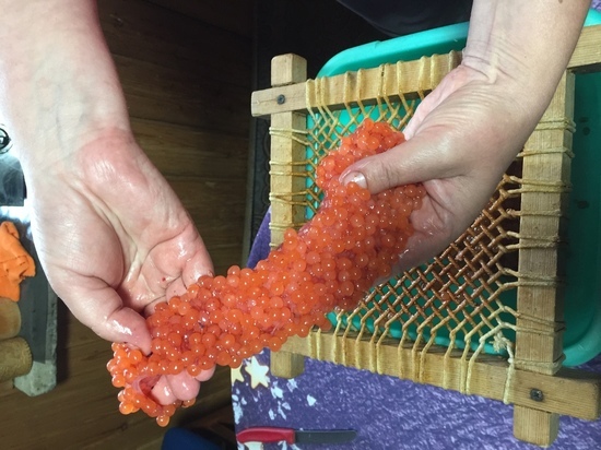 Камчатцы вывезли с полуострова более 50 тонн икры