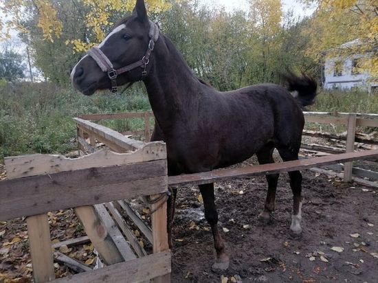 Костромские драмы: лошадка Изабелла стала жертвой ДТП и… самодура-хозяина