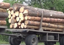 Следователи Генпрокуратуры России направили в суд уголовное дело по факту контрабанды ценных пород древесины в Китай на сумму 636 миллионов рублей