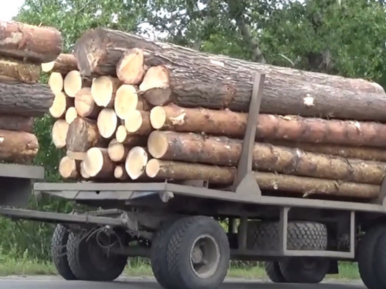 Жителя Приморья будут судить за контрабанду леса на 636 млн рублей