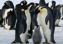 По мере повышения глобальной температуры первозданный ландшафт Антарктиды меняется, и новые исследования показывают, что большинство видов растений и животных региона, включая его знаковых пингвинов, находятся в беде