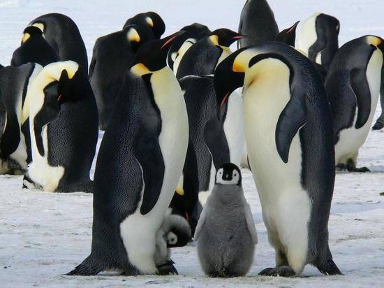 Антарктические пингвины могут исчезнуть