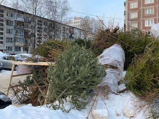 К Новому году в Калининградскую область завезли свыше 2,5 тыс. штук елок и веток