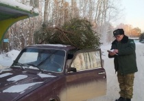 В Свердловской области усилили охрану лесных насаждений