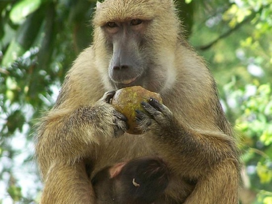 Доктор Мясников рассказал, почему гонял матом бабуинов в Зимбабве
