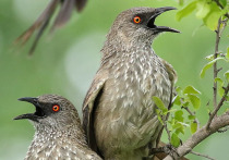 Ученые из Университета Западной Австралии нашли птиц, которые становятся тем глупее, чем больше у них появляется детей