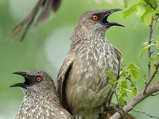 Ученые нашли птиц, которые глупеют ради многодетности