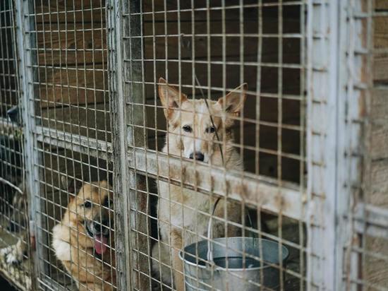 В Красноярске построили 36 вольеров в приютах для собак за счет бюджета