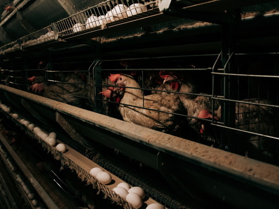 Чувашия нарастила поставки куриного мяса в Китай