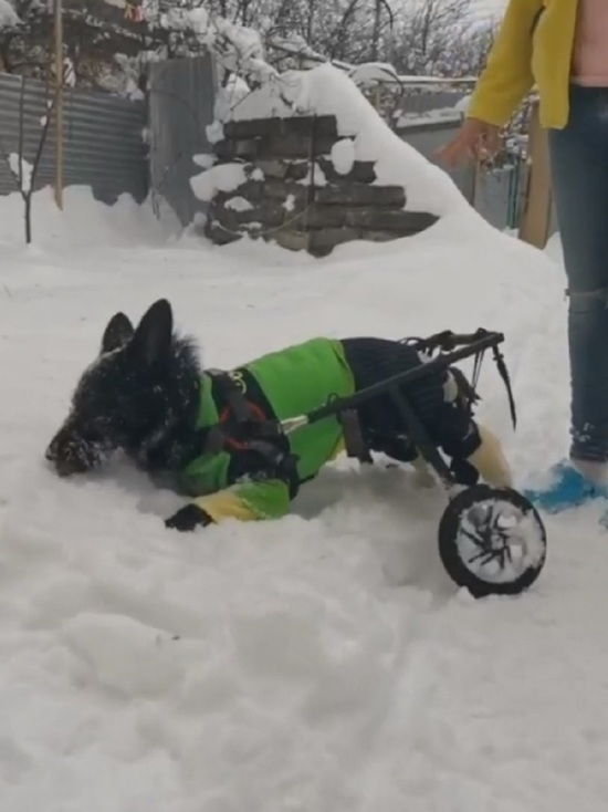 Ярославской покалеченной собачке подарили инвалидную тележку