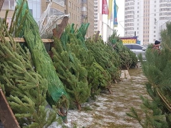 В Курской области Роспотребнадзор раскрыл секреты выбора новогодней елки
