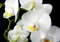 Выставка орхидей «Осколки радуги» откроется в Ботаническом саду Петра Великого 24 декабря. Об этом сообщили в пресс-службе петербургского сада.