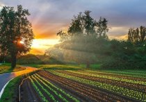 Урожай зерновых культур на Украине снизился примерно на 40 процентов: в 2022 году он составит 65-66 млн тонн