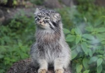 Барнаульский зоопарк готовится к приезду семейной пары котов манулов