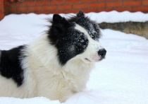 В Миллеровском районе Ростовской области охотничьи собаки спасли своего хозяина, у которого случился инсульт