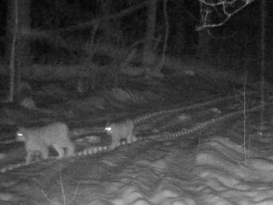 В рязанском Окском заповеднике фотоловушка засняла маму-рысь с детёнышем