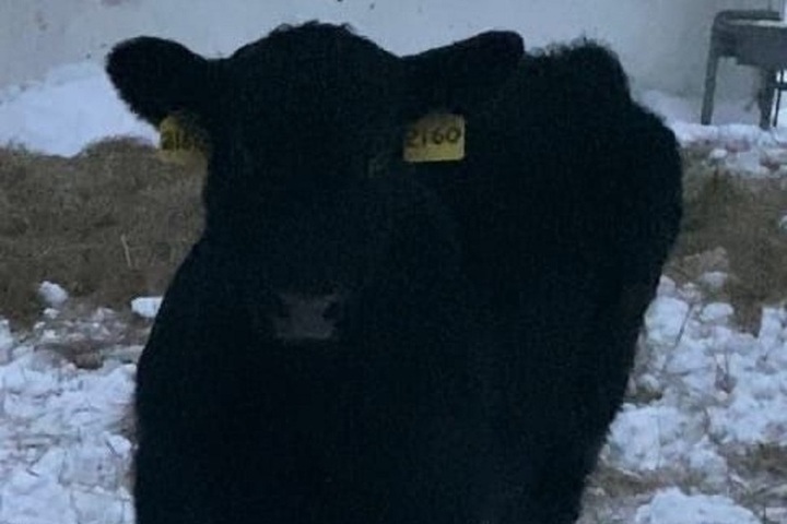 Святочная история в Костромском районе: теленок, сбежавший с фермы в Шунге, вернулся домой
