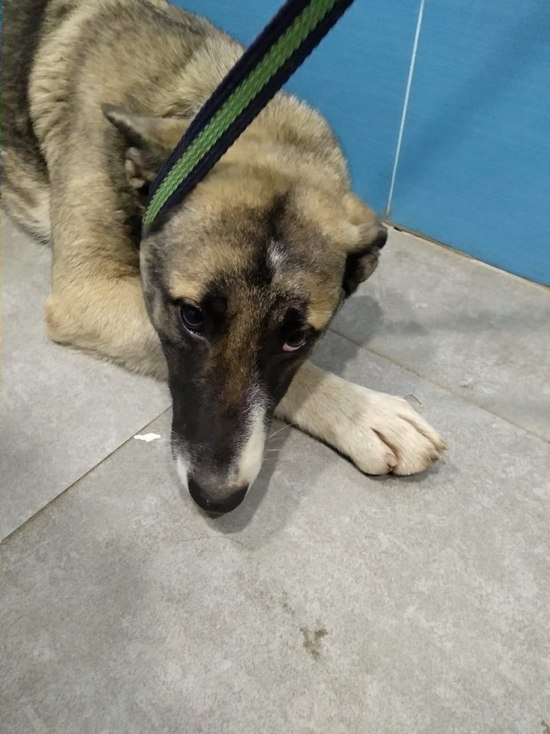 Воронежские зоозащитники ищут хозяев найденной у цирка раненой собаки