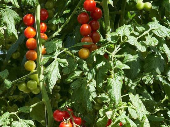 Новый тепличный комплекс начал работу в Подмосковье