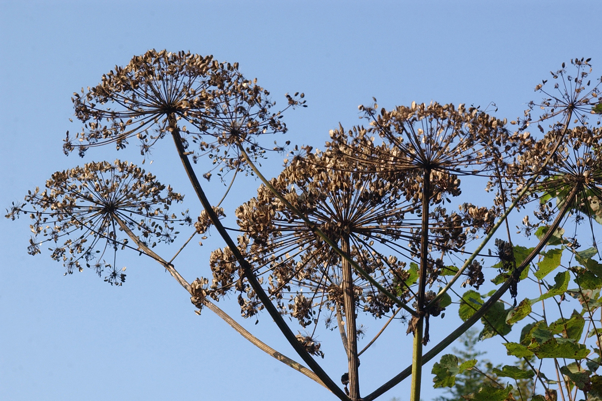 Russian scientists have developed a remedy for radionuclides based on hogweed