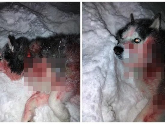 Изрезанную собаку выбросили из машины на трассе под Новосибирском