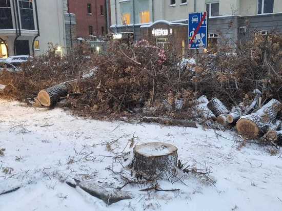 Новосибирцы пожаловались на вырубку рябиновой аллеи на улице Романова
