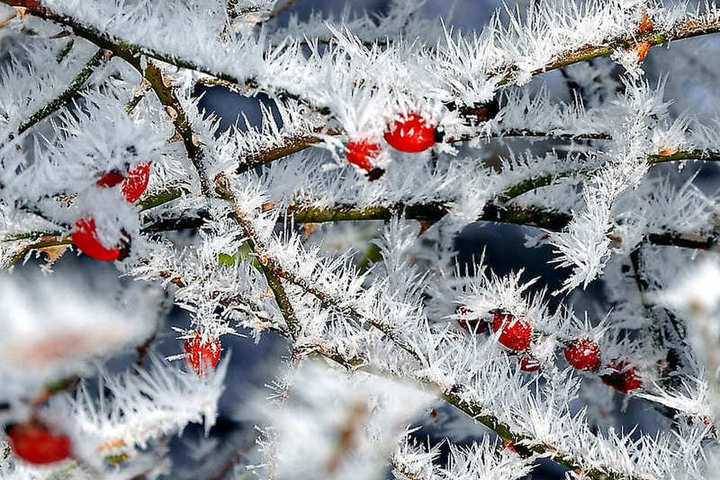 Синоптики сулят костромичам легкий морозец в новогоднюю ночь и оттепель 1 января