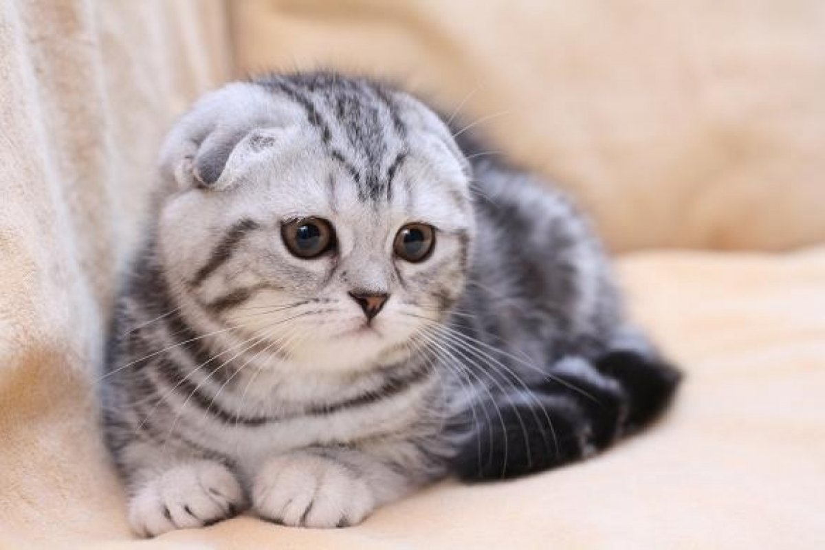 Пусть кому-то повезет: за возвращение домой породистого кота костромичка обещает 30 тыс рублей